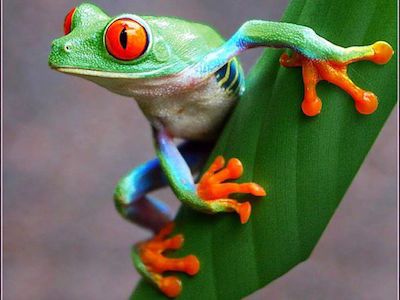 frog-image